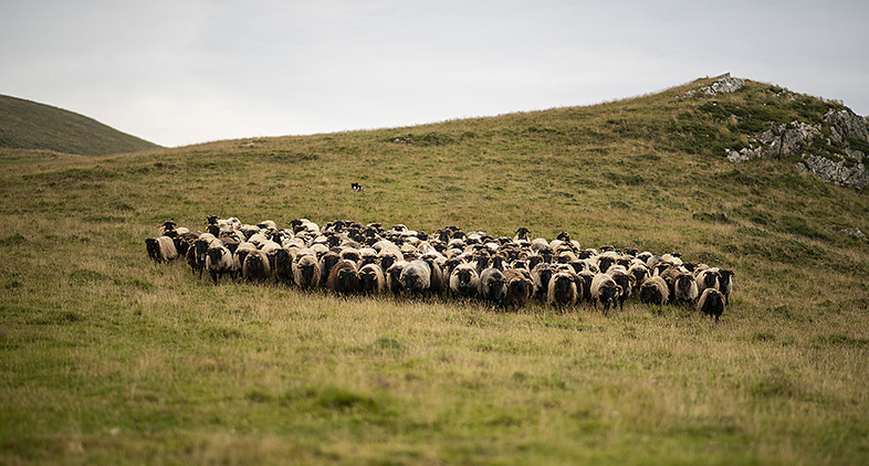 Brebis dans les montagnes du Pays basque sur le chemin de Compostelle