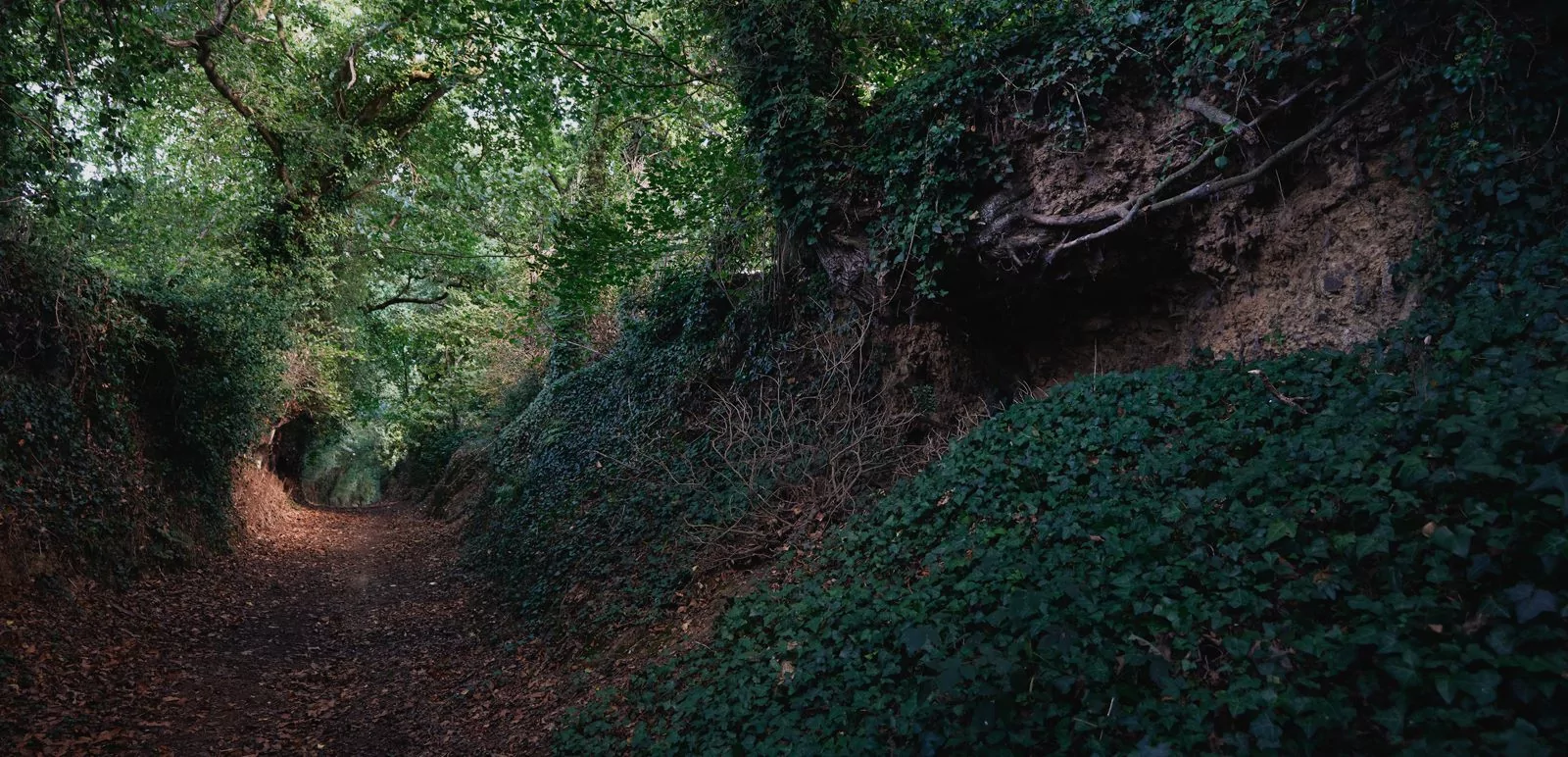 forêt tro Breizh, Bretagne
