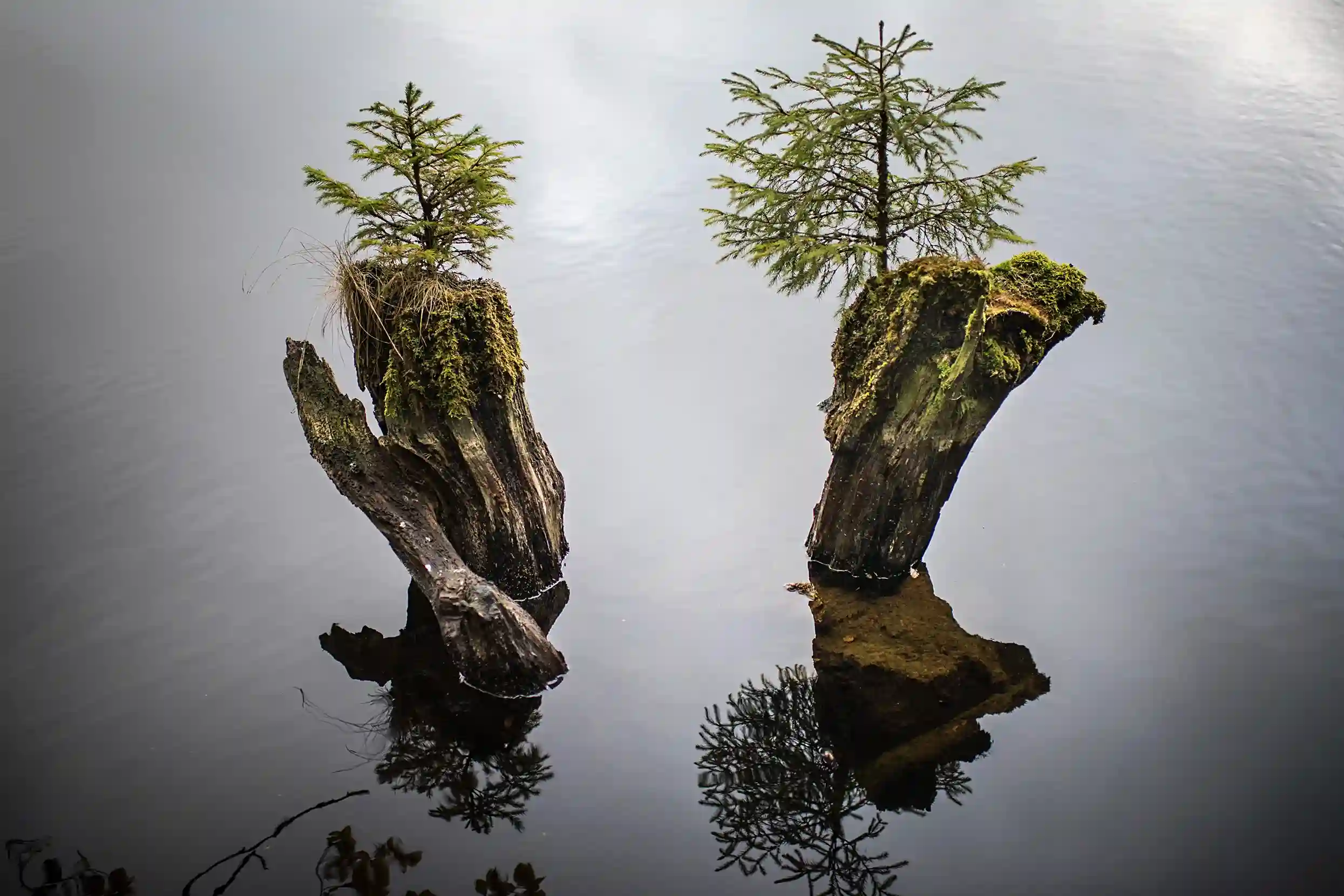 Photo de la nature prise sur les chemins