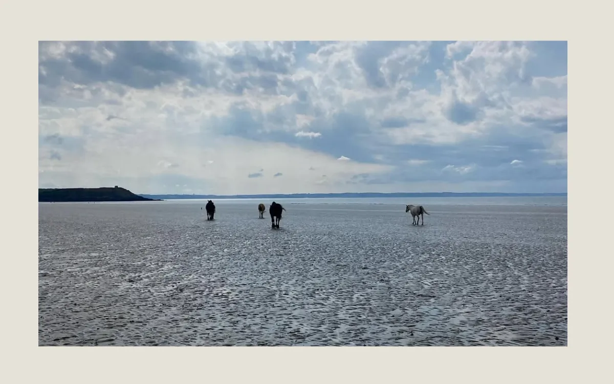Chevaux en liberté sur une plage bretonne