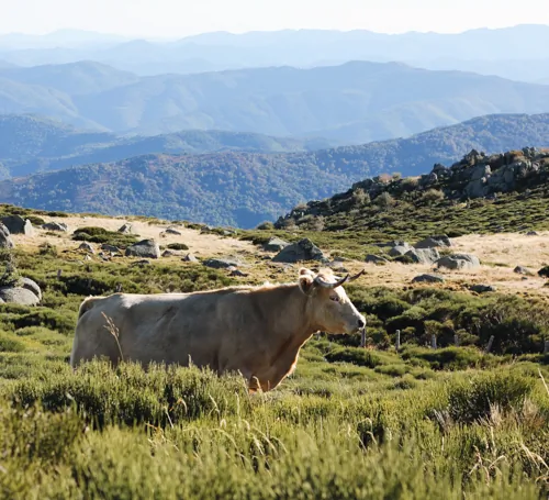 cevennes