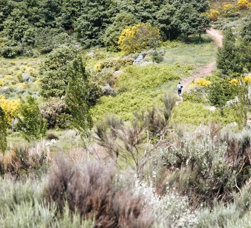 paysage-camino-frances