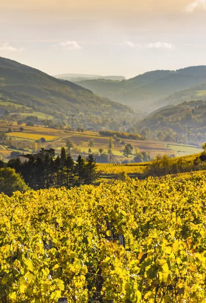 sud-bourgogne