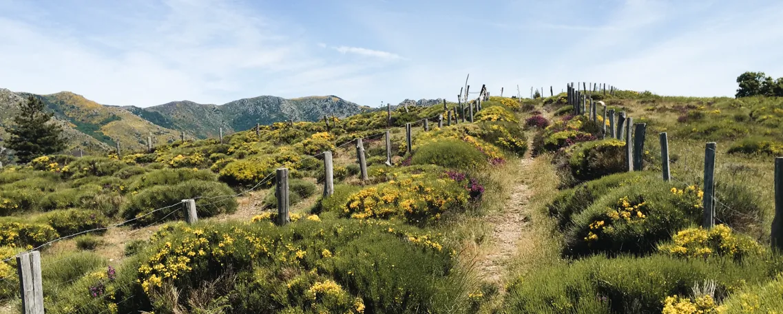 Mont Lozère