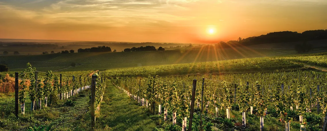 Vignoble de Bergerac