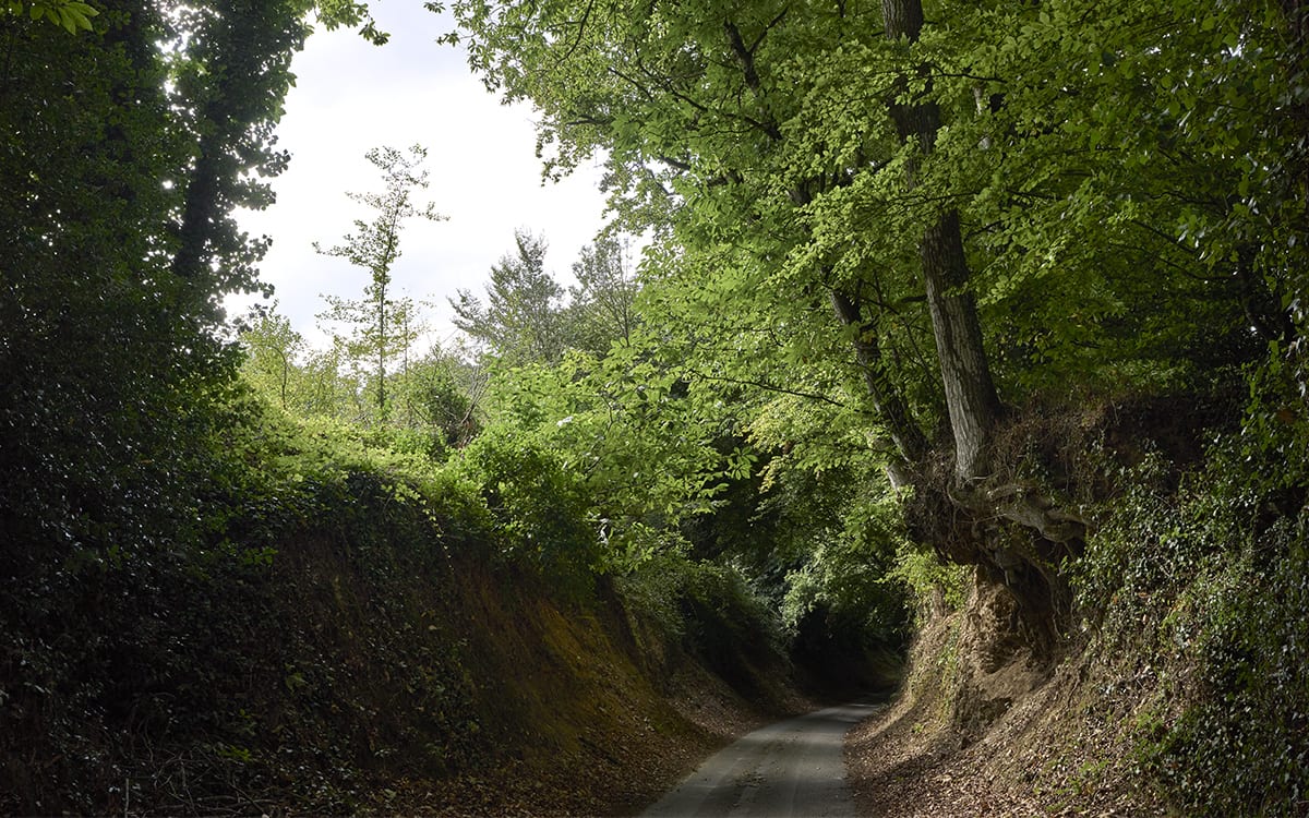 Le chemin du Tro Breizh traversant la forêt - ABellamy