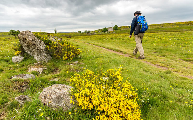 Pèlerin sur l'Aubrac en direction de Compostelle - AdobeStock