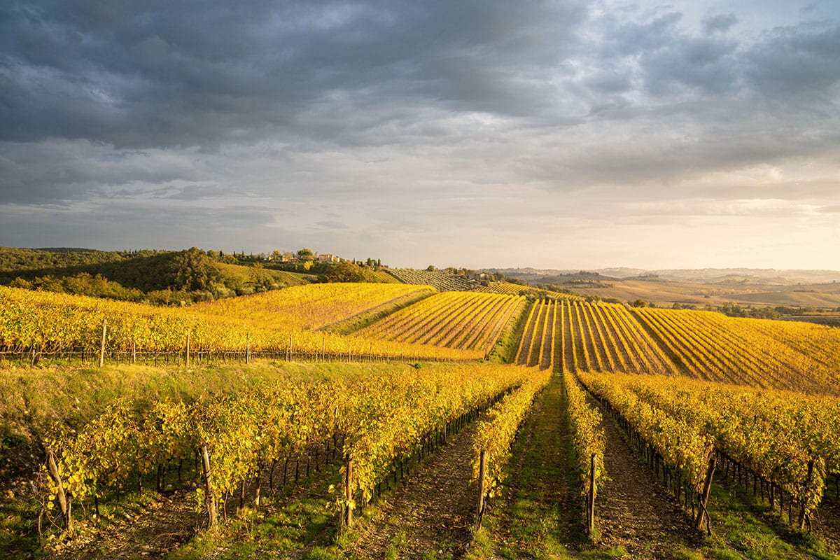 Vignes en Toscane 