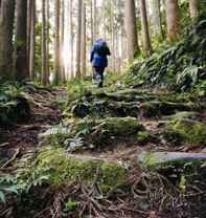 Une personne marchant dans la forêt
