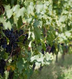 Vignoble en campane toscane