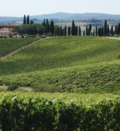 Vigne le long de la Via Francigena 