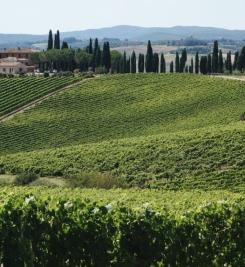 Vigne le long de la Via Francigena 