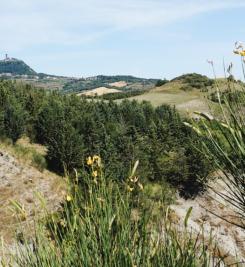 Campagne près de Radicofani