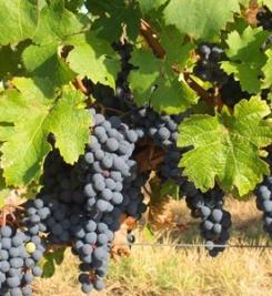 Vignoble de Bourgogne chemin de Cluny