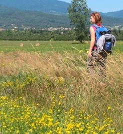 Douceur de paysage chemin de Cluny