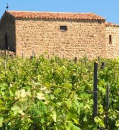 Vignoble de Bourgogne chemin de Cluny