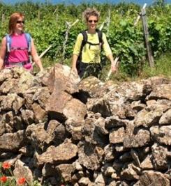 Vignoble de Bourgogne chemin de Cluny