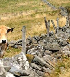 Plateau de l'Aubrac