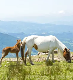 Chevaux du pays basque