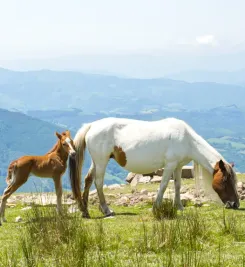 Chevaux du pays basque
