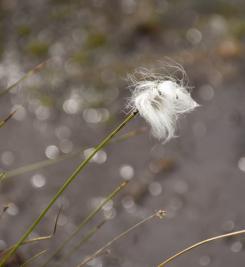 Nature sauvage le long du Mur d'Hadrien