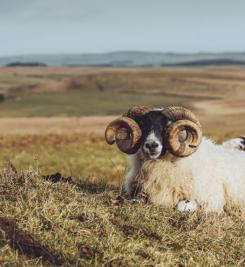 Bouc le long du Mur d'Hadrien