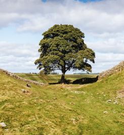Sycamore Gap du Mur d'Hadrien