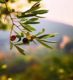 Olives de Toscane