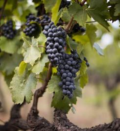 Vignoble italien