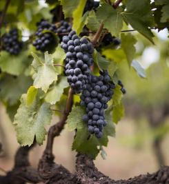 Vignoble italien