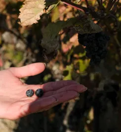 Pause gourmande sur le chemin