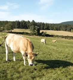 Du Puy à Aumont Aubrac prairie et vaches sur le chemin