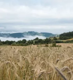 Paysage brumeux dans le Massif Central