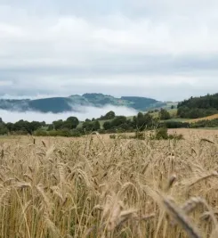 Paysage brumeux dans le Massif Central