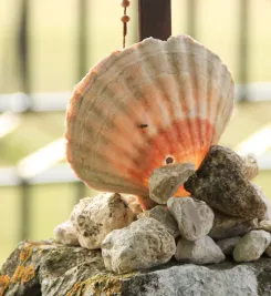 Coquille du pélerin