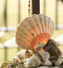 Coquille Saint-Jacques sur le chemin