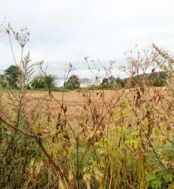 Paysage sur le voie du Puy