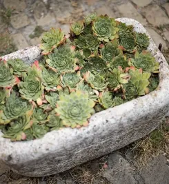 Plantes croisées sur le chemin