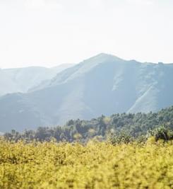 pyrenees