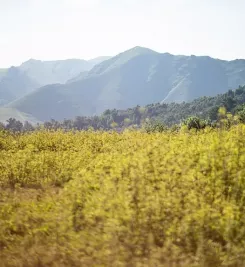 Paysage pyrénéen 