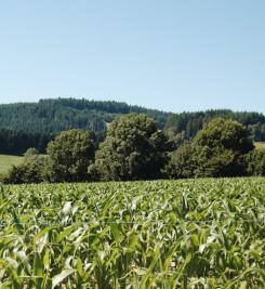 Paysage près de Saint-Haon-le-Châtel