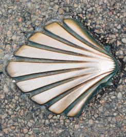 Coquille dans la commune de Vézelay