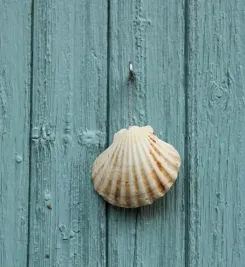 Coquille Saint-Jacques sur le chemin