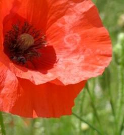 Coquelicots bordant les chemins