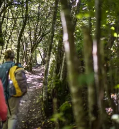 Passage ombragé sur le chemin de Saint Guilhem