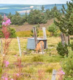 Pâturage sur le plateau de l'Aubrac