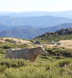 Paysage du massif central