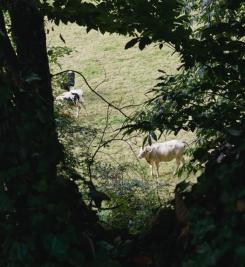 Vaches le long du Tro Breizh