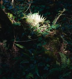 Détail de la nature du Tro Breizh