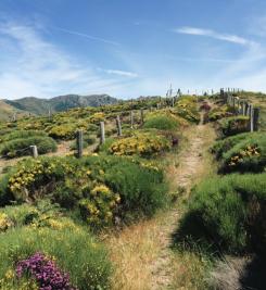 Paysage sur le Chemin de Stevenson